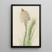 Xérophylle tenace Xerophyllum tenax - Mary Vaux Walcott — gerahmtes Bild an der Wand