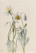 Merriam-Arctomecon-Mohn - Mary Vaux Walcott — Ansicht des Kunstwerks