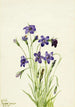 Campanule Campanula - Mary Vaux Walcott — Ansicht des Kunstwerks
