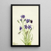 Campanule Campanula - Mary Vaux Walcott — gerahmtes Bild an der Wand