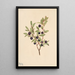 Myrtille à grandes feuilles Vaccinium membranaceum - Mary Vaux Walcott — gerahmtes Bild an der Wand