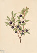 Myrtille à grandes feuilles Vaccinium membranaceum - Mary Vaux Walcott — Ansicht des Kunstwerks