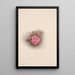 Lewisia rediviva Lewisia redivivia - Mary Vaux Walcott — gerahmtes Bild an der Wand