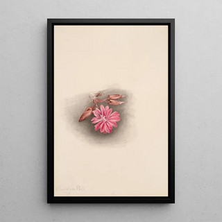 Mary Vaux Walcott - Bitterroot Lewisia redivivia.webp