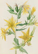 Mentzelia laevicaulis Mentzelia laevicaulis - Mary Vaux Walcott — Ansicht des Kunstwerks