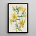 Mentzelia laevicaulis Mentzelia laevicaulis - Mary Vaux Walcott — gerahmtes Bild an der Wand