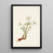Sanguinaire du Canada Sanguinaria canadensis - Mary Vaux Walcott — gerahmtes Bild an der Wand