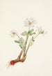 Sanguinaire du Canada Sanguinaria canadensis - Mary Vaux Walcott — Ansicht des Kunstwerks