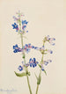 Penstémon barbu Pentstemon - Mary Vaux Walcott — Ansicht des Kunstwerks