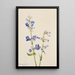 Penstémon barbu Pentstemon - Mary Vaux Walcott — gerahmtes Bild an der Wand