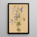 Ancolie bleue Aquilegia caerulea - Mary Vaux Walcott — gerahmtes Bild an der Wand