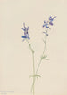 Delphinium nuttallianum - Mary Vaux Walcott — Ansicht des Kunstwerks