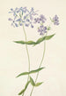 Phlox divariqué Phlox divaricata - Mary Vaux Walcott — Ansicht des Kunstwerks