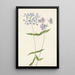 Phlox divariqué Phlox divaricata - Mary Vaux Walcott — gerahmtes Bild an der Wand