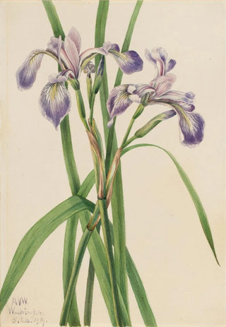 Mary Vaux Walcott - Blueflag Iris Iris versicolor.webp