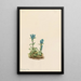 Gentiane glauque Gentiana glauca - Mary Vaux Walcott — gerahmtes Bild an der Wand