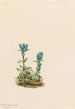Gentiane glauque Gentiana glauca - Mary Vaux Walcott — Ansicht des Kunstwerks