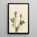 Trèfle d'eau Menyanthes trifoliata - Mary Vaux Walcott — gerahmtes Bild an der Wand