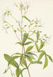 Porteranthus trifolié Porteranthus trifoliatus - Mary Vaux Walcott — Ansicht des Kunstwerks