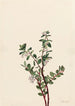 Gaylussacia brachycera Gaylussacia brachycera - Mary Vaux Walcott — Ansicht des Kunstwerks