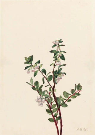 Mary Vaux Walcott - Box Huckleberry Gaylussacia brachycera.webp