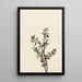 Gaylussacia brachycera Gaylussacia brachycera - Mary Vaux Walcott — gerahmtes Bild an der Wand