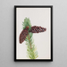 Pin aristé Pinus aristata - Mary Vaux Walcott — gerahmtes Bild an der Wand