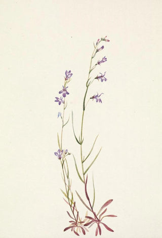 Mary Vaux Walcott - Brook Lobelia Lobelia kalmii.webp