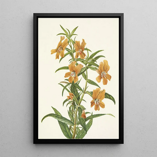 Mary Vaux Walcott - Buff Monkeyflower Diplacus longiflorus.webp