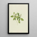 Cornouiller du Canada Cornus canadensis - Mary Vaux Walcott — gerahmtes Bild an der Wand