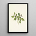 Fleur de cornouiller du Canada Cornus canadensis - Mary Vaux Walcott — gerahmtes Bild an der Wand