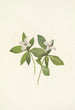 Fleur de cornouiller du Canada Cornus canadensis - Mary Vaux Walcott — Ansicht des Kunstwerks