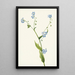 Lappula diffusa - Mary Vaux Walcott — gerahmtes Bild an der Wand