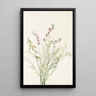 Mary Vaux Walcott - Burgess Milkvetch Astragalus bourgovii.webp