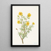 Potentille arbustive Potentilia fruticosa - Mary Vaux Walcott — gerahmtes Bild an der Wand