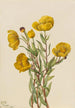 Dendromecon rigide Dendromecon rigidum - Mary Vaux Walcott — Ansicht des Kunstwerks