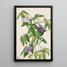 Punkte Schmetterling Clitoria mariana - Mary Vaux Walcott — gerahmtes Bild an der Wand