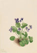 Violette Schmetterling Viola papilionacea - Mary Vaux Walcott — Ansicht des Kunstwerks