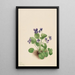 Violette Schmetterling Viola papilionacea - Mary Vaux Walcott — gerahmtes Bild an der Wand