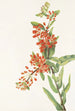 Asclépiade tubéreuse Asclepias tuberosa - Mary Vaux Walcott — Ansicht des Kunstwerks