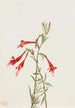 Californian Fuchsia Gemälde Zauschneria californica - Mary Vaux Walcott — Ansicht des Kunstwerks