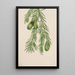 If von Kalifornien Tumion californicum - Mary Vaux Walcott — gerahmtes Bild an der Wand