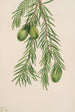 If von Kalifornien Tumion californicum - Mary Vaux Walcott — Ansicht des Kunstwerks