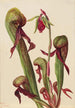 Sarracénie de Californie Chrysamphora californica - Mary Vaux Walcott — Ansicht des Kunstwerks