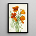 Pavot de Californie Eschscholtzia californica - Mary Vaux Walcott — gerahmtes Bild an der Wand