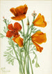 Pavot de Californie Eschscholtzia californica - Mary Vaux Walcott — Ansicht des Kunstwerks
