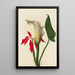 Arum - Mary Vaux Walcott — gerahmtes Bild an der Wand