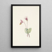Calypso Cytherea bulbosa - Mary Vaux Walcott — gerahmtes Bild an der Wand