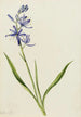 Camas Quamasia quamash - Mary Vaux Walcott — Ansicht des Kunstwerks
