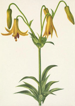 Mary Vaux Walcott - Canada Lily Lilium canadense.webp